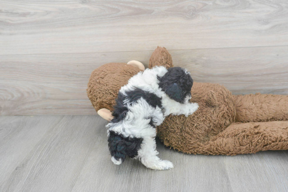 Fluffy Pudle Purebred Puppy