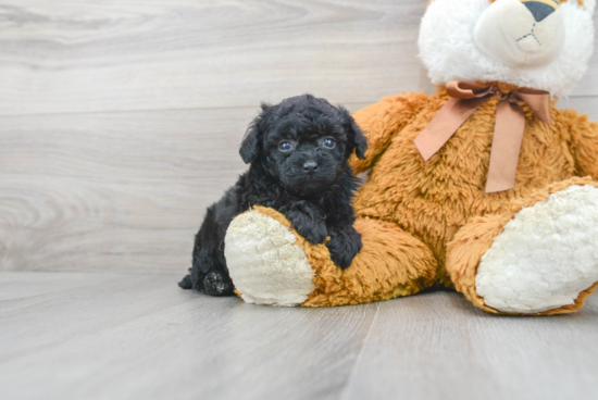 Small Poodle Purebred Pup