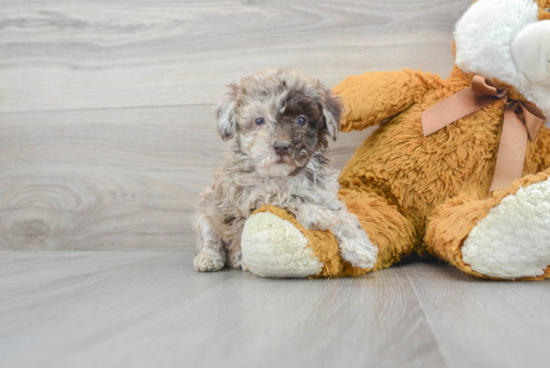 Poodle Puppy for Adoption