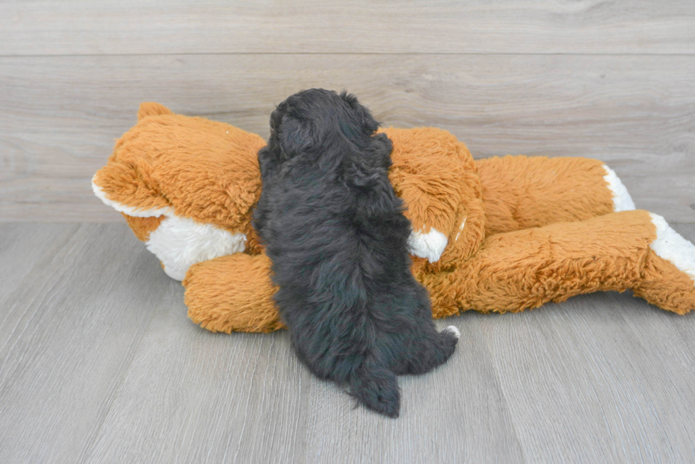 Cute Pudle Purebred Puppy