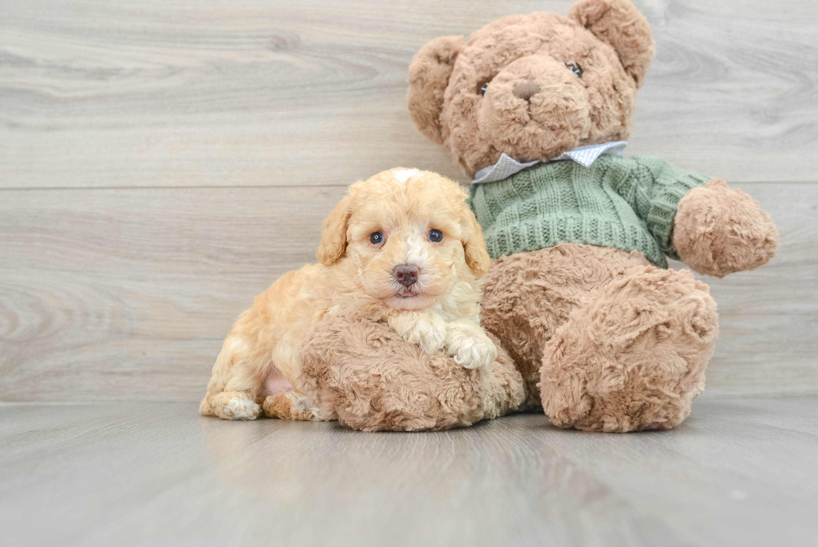 Happy Pudel Purebred Puppy