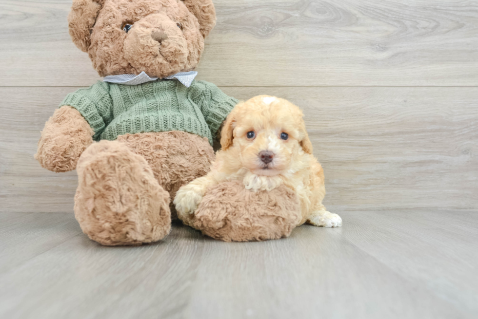 Poodle Pup Being Cute