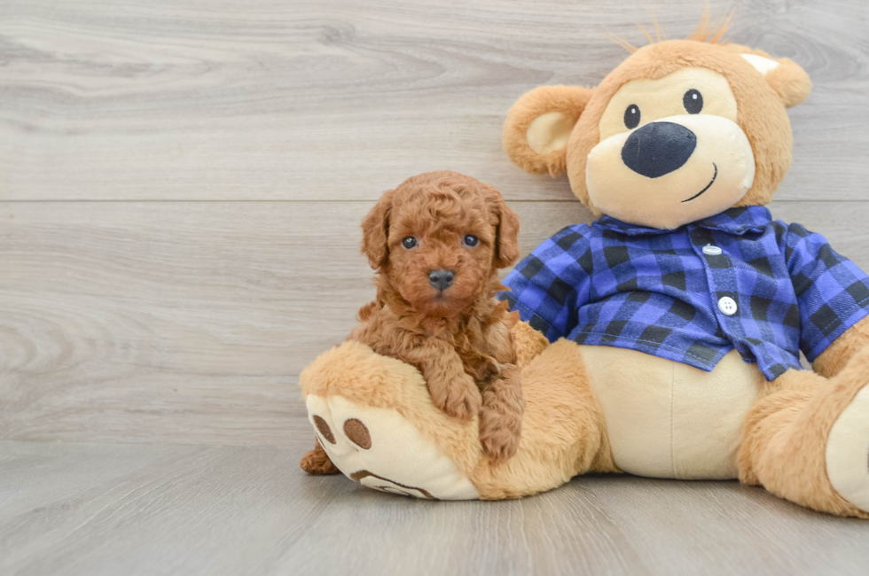5 week old Poodle Puppy For Sale - Premier Pups