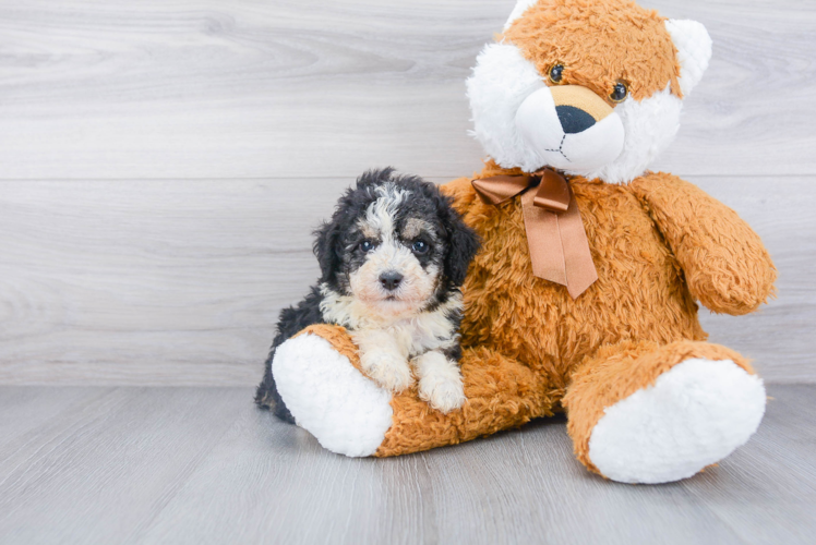 Funny Poodle Purebred Pup