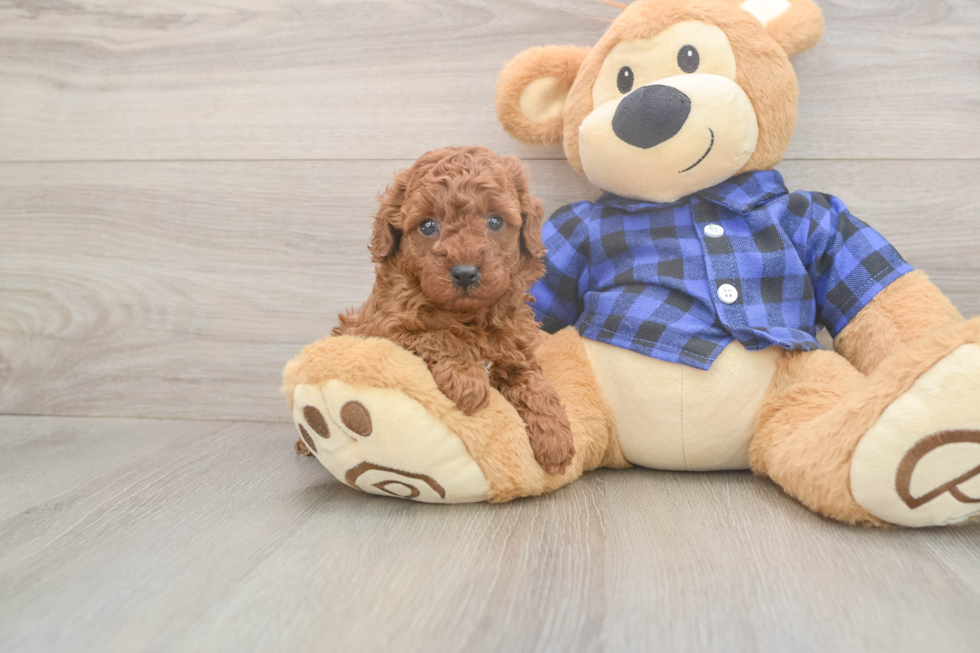 Meet Olly - our Poodle Puppy Photo  1/3 - Premier Pups Cute Pudle Purebred Puppy