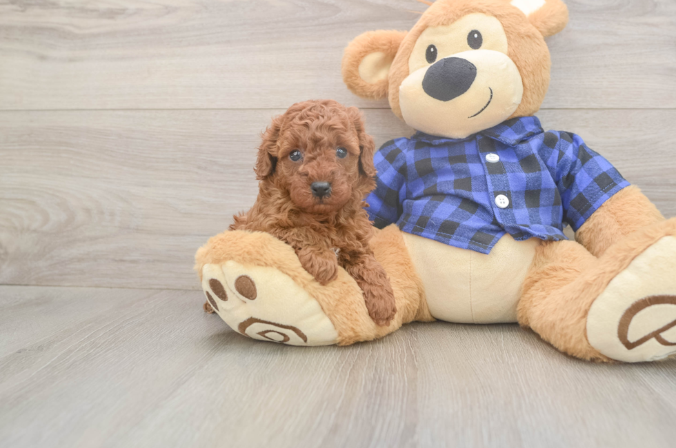 5 week old Poodle Puppy For Sale - Premier Pups