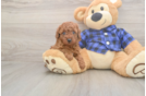Meet Olly - our Poodle Puppy Photo  1/3 - Premier Pups Cute Pudle Purebred Puppy
