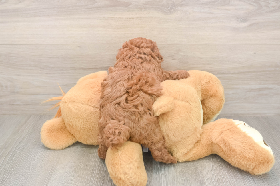 Meet Olly - our Poodle Puppy Photo  3/3 - Premier Pups Small Poodle Baby