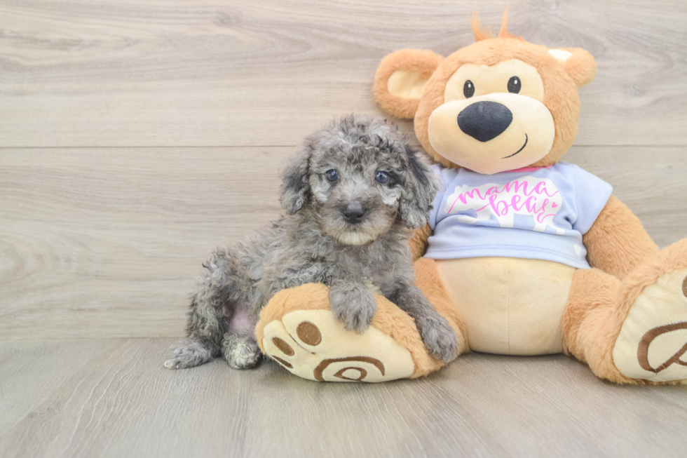 Small Poodle Baby