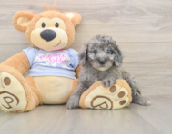 7 week old Poodle Puppy For Sale - Premier Pups