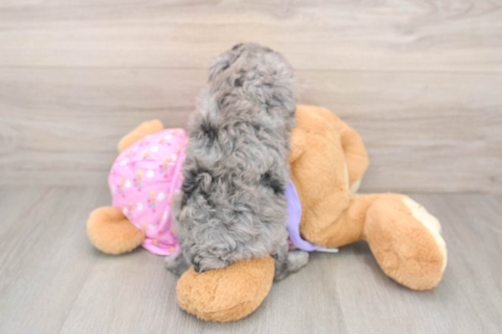 Small Poodle Purebred Pup