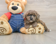 6 week old Poodle Puppy For Sale - Premier Pups