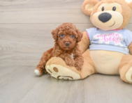 6 week old Poodle Puppy For Sale - Premier Pups