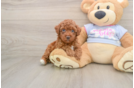 Poodle Pup Being Cute