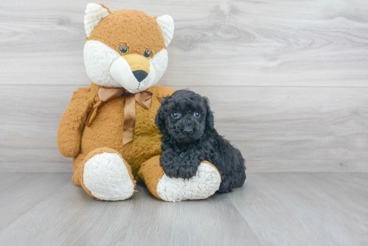 Poodle Pup Being Cute