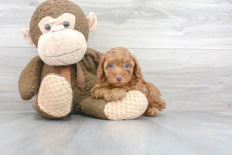 Fluffy Pudle Purebred Puppy