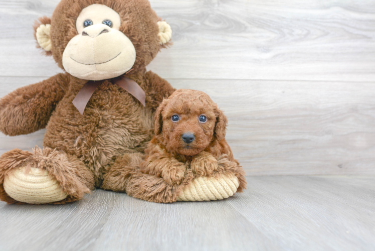 Adorable Pudle Purebred Puppy