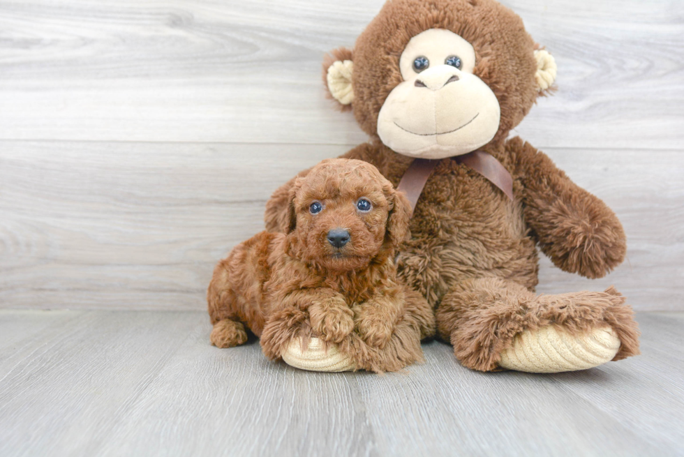 Small Poodle Purebred Pup