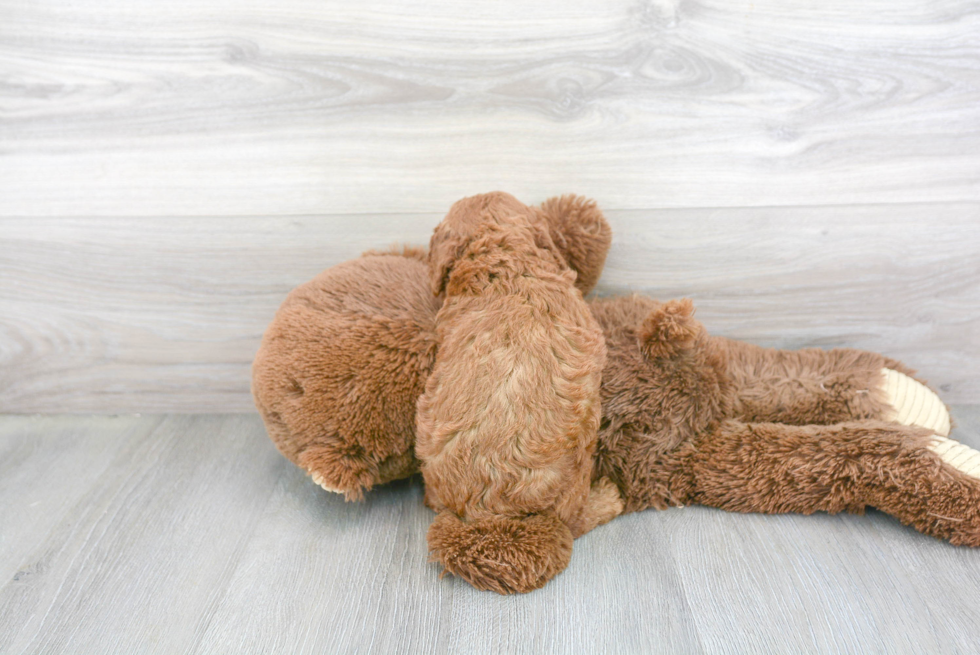 Best Poodle Baby