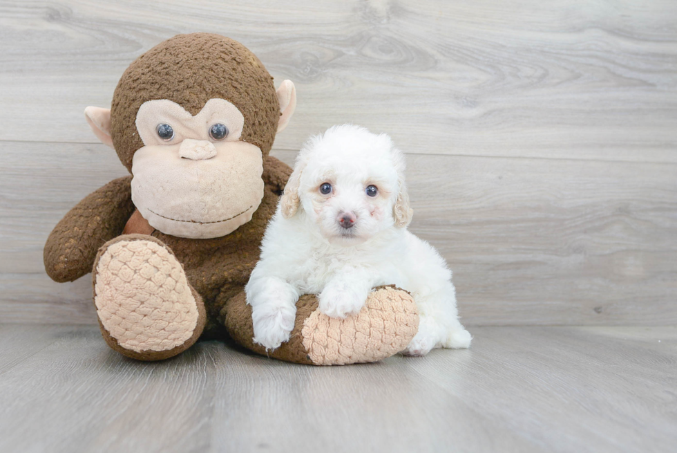 Poodle Pup Being Cute