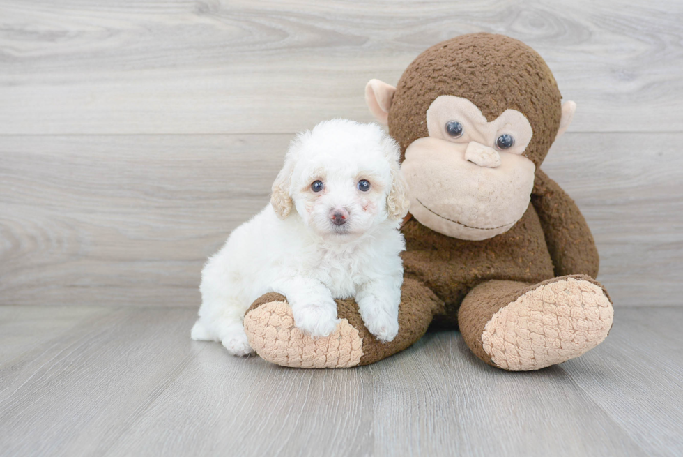 Happy Pudle Purebred Puppy