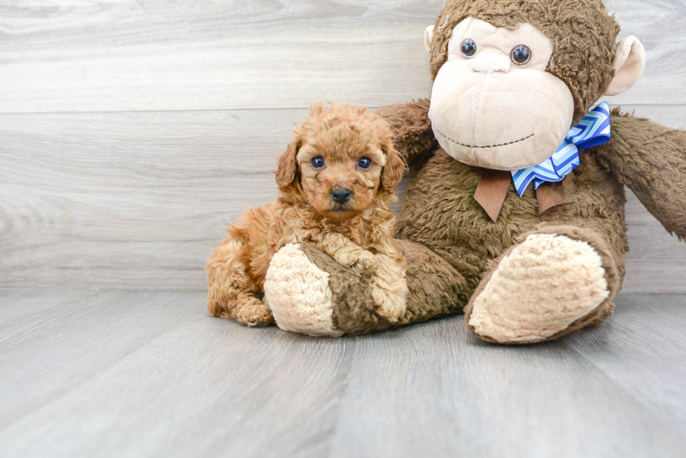 Adorable Pudle Purebred Puppy