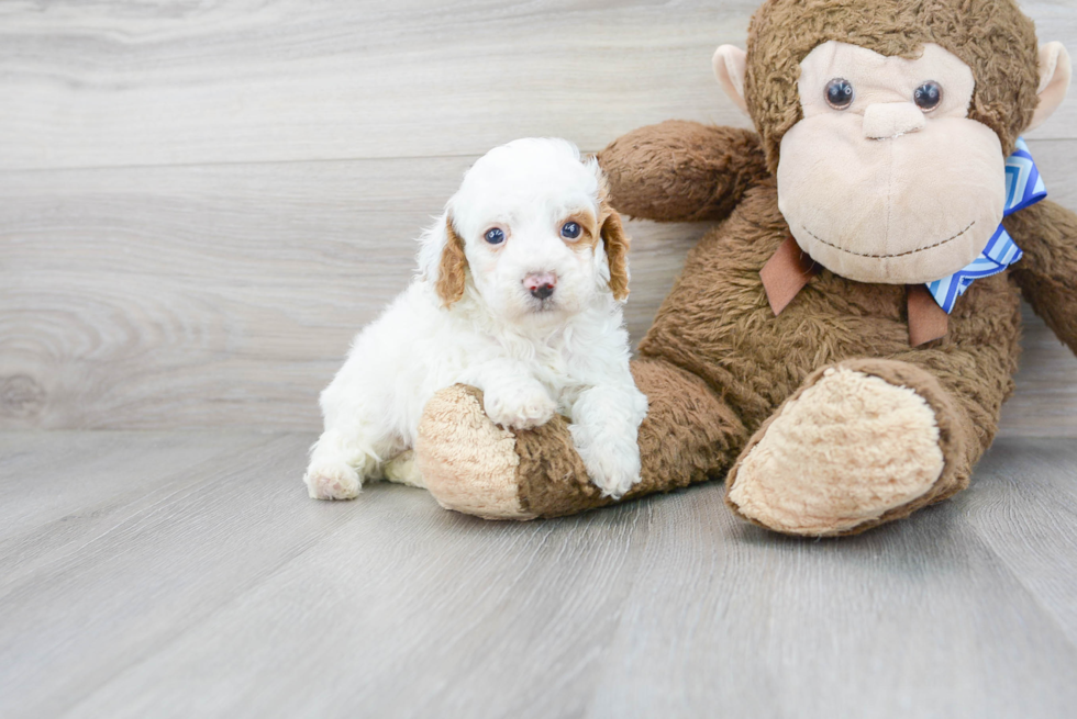 Poodle Pup Being Cute