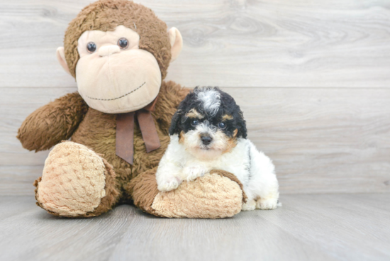 Little Poodle Purebred Pup