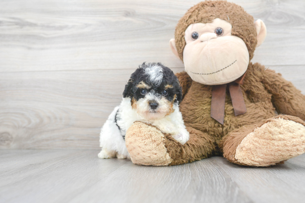 Energetic Pudle Purebred Puppy