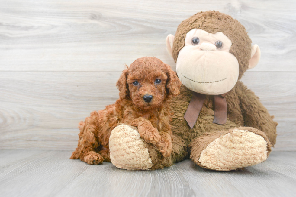 Poodle Pup Being Cute