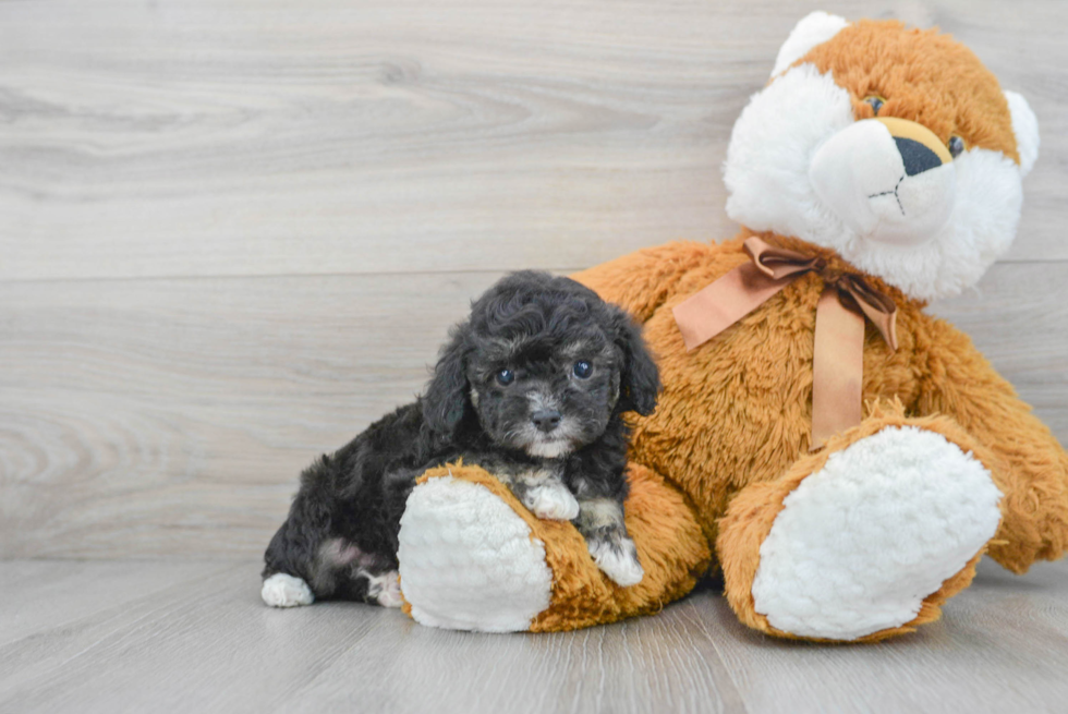 Poodle Pup Being Cute