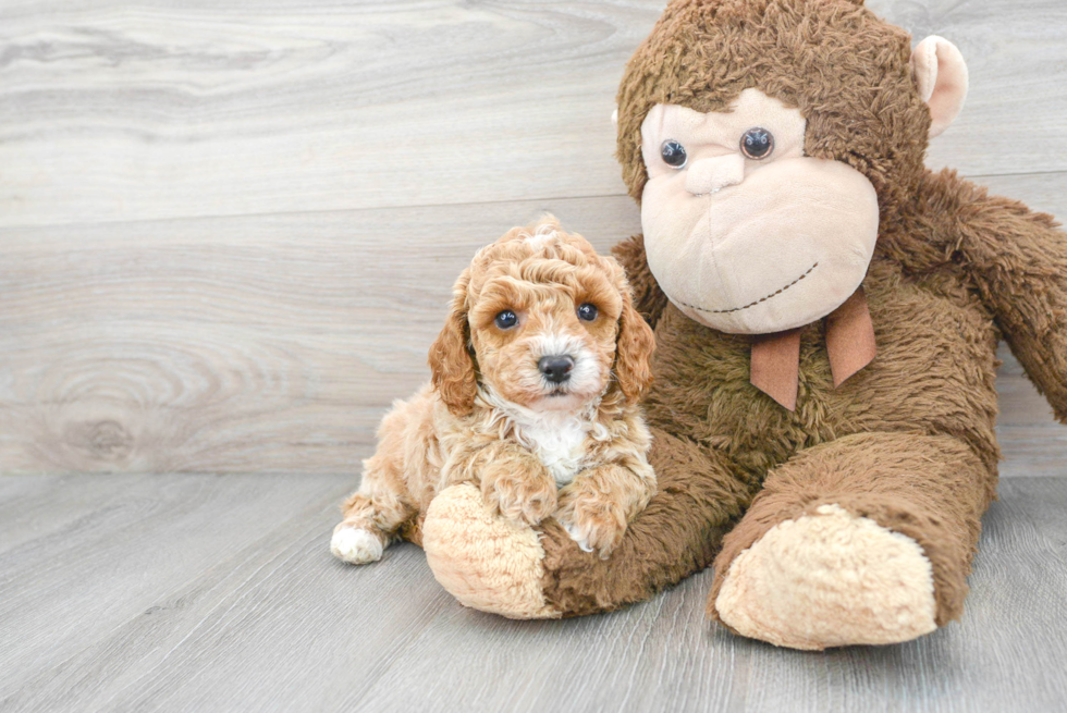 Funny Poodle Purebred Pup