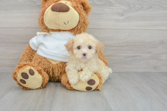 Playful Poodle Baby