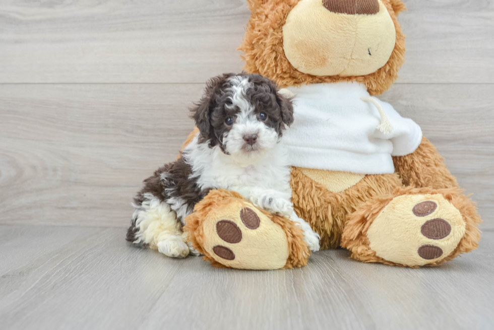 Friendly Poodle Purebred Pup