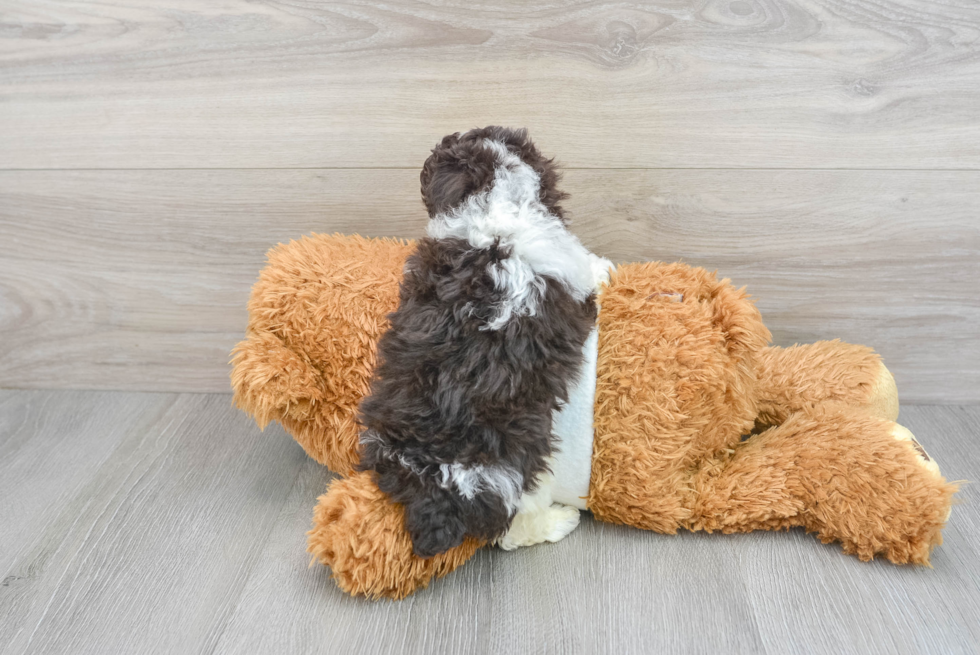 Poodle Pup Being Cute