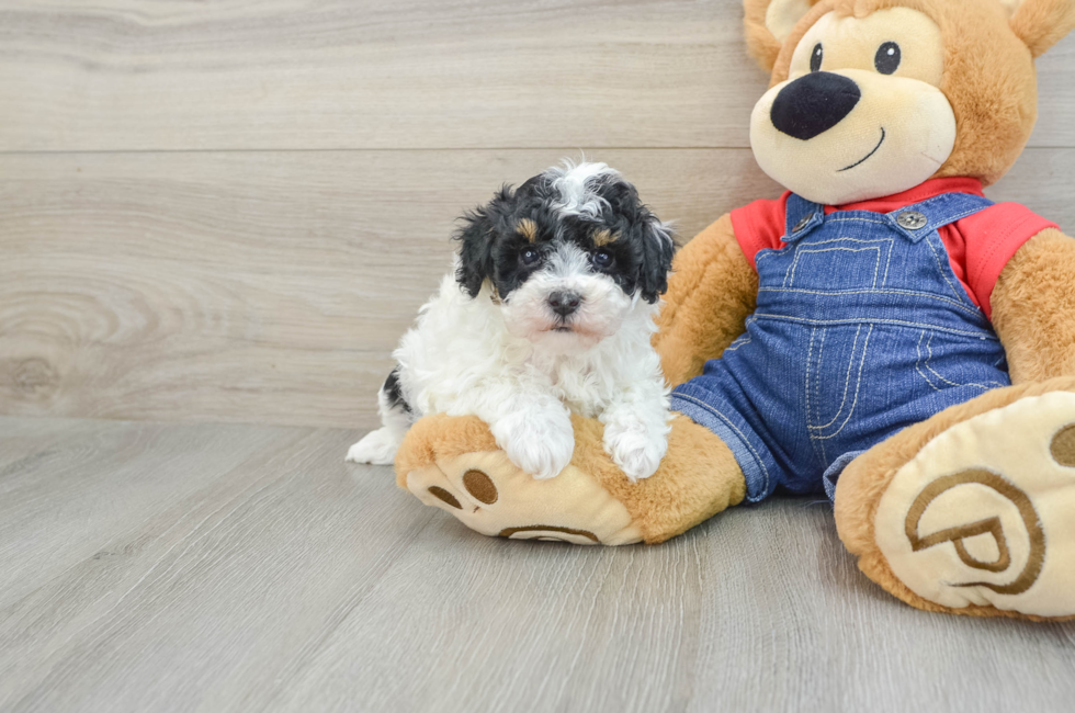 7 week old Poodle Puppy For Sale - Premier Pups