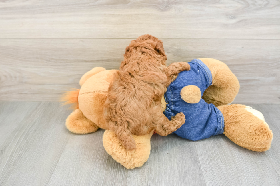 Poodle Pup Being Cute