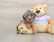 7 week old Poodle Puppy For Sale - Premier Pups