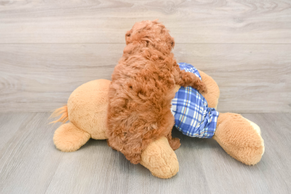 Cute Pudle Purebred Puppy