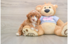 Poodle Puppy for Adoption