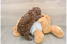 Small Poodle Baby