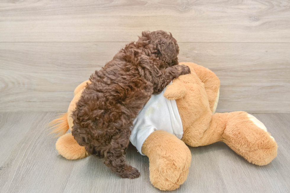 Small Poodle Baby