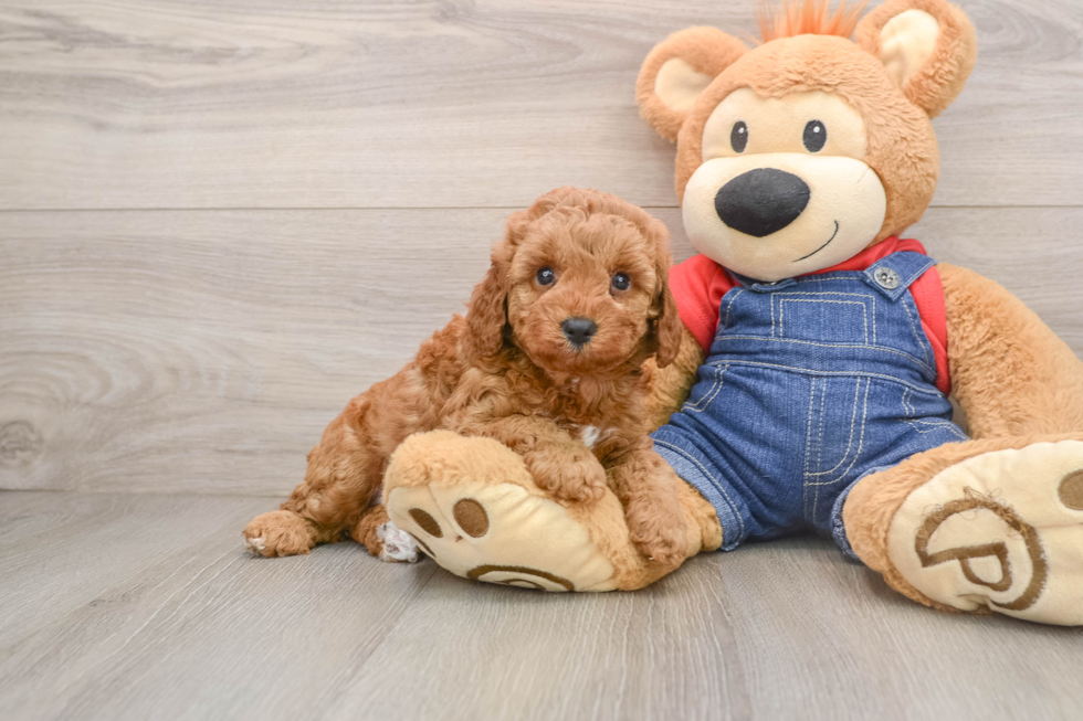 Poodle Pup Being Cute