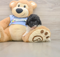 6 week old Poodle Puppy For Sale - Premier Pups