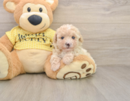 8 week old Poodle Puppy For Sale - Premier Pups
