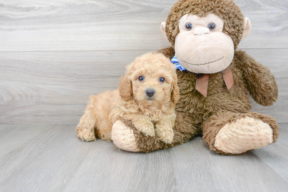 Poodle Pup Being Cute