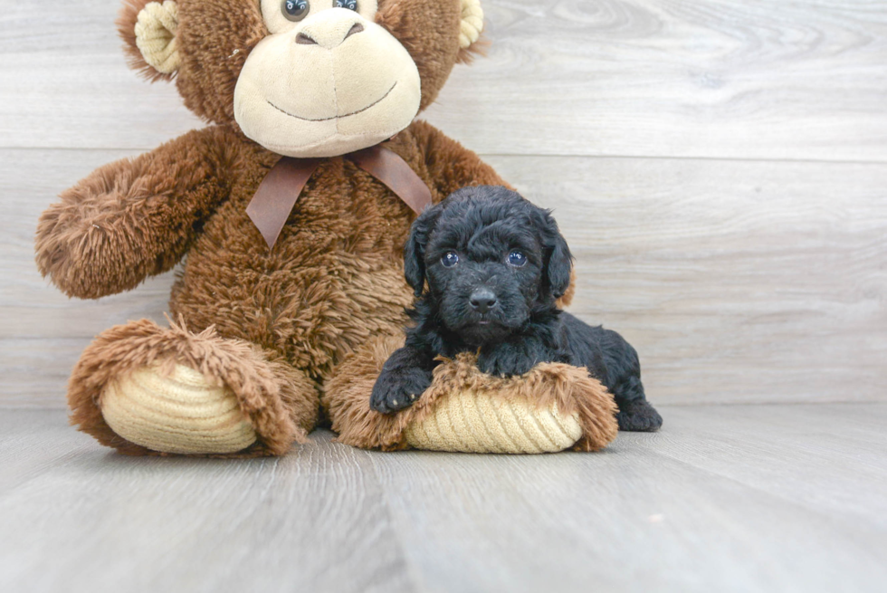 Cute Poodle Baby