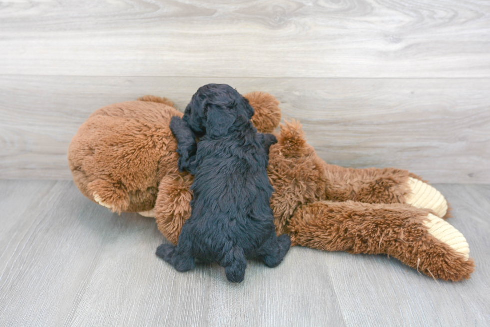 Poodle Pup Being Cute