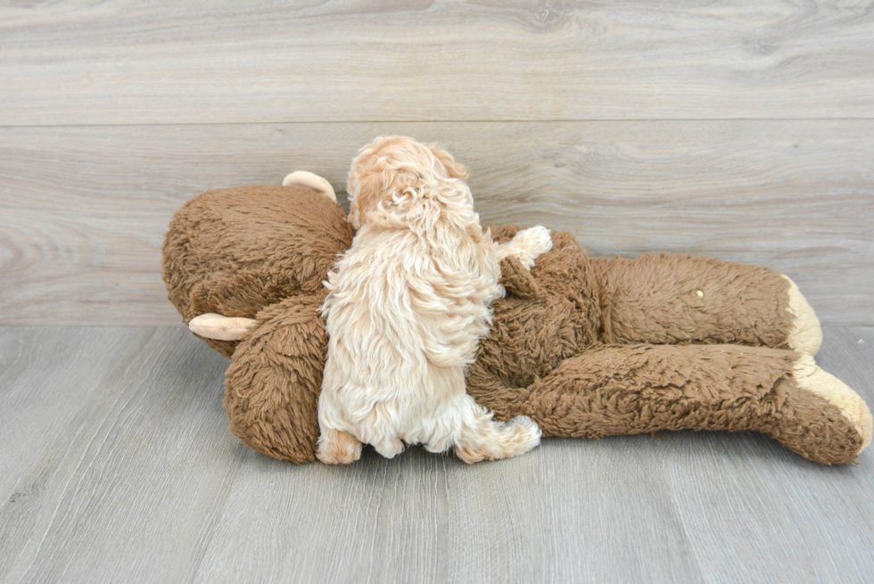Cute Pudle Purebred Puppy