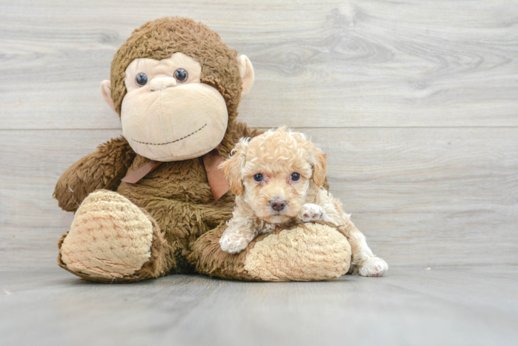 Best Poodle Baby